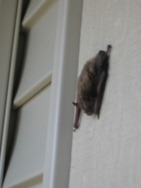 misc summer 012.jpg